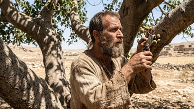 Quem foi o profeta Amós? O significado de cultivador de sicômoros