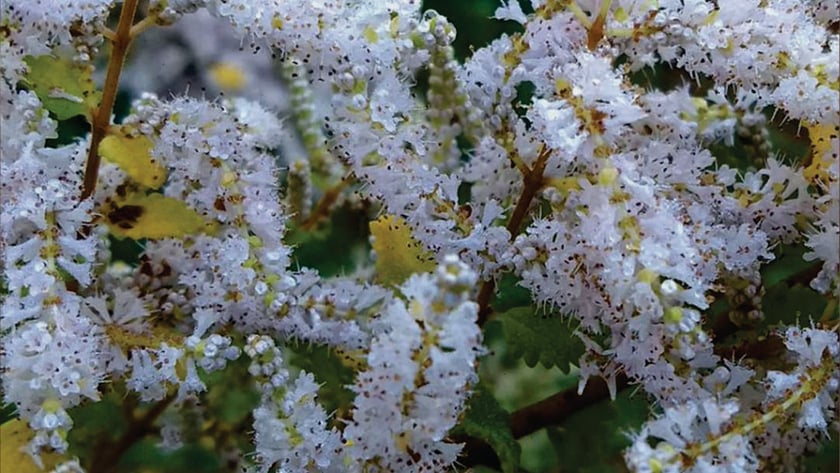 Cachos densos de pequenas flores brancas em galhos com folhas verdes e amareladas.