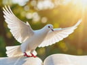 5 versículos sobre paz e consolo (Filipenses 4:6-7)