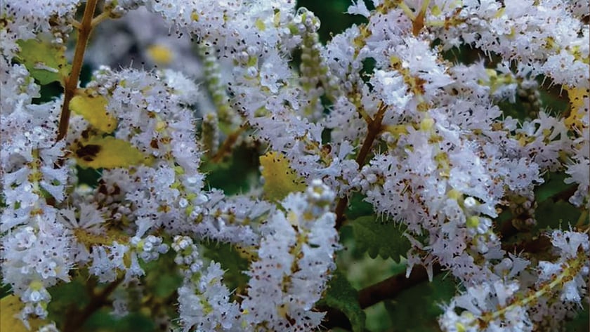 Cachos densos de pequenas flores brancas em galhos com folhas verdes e amareladas.