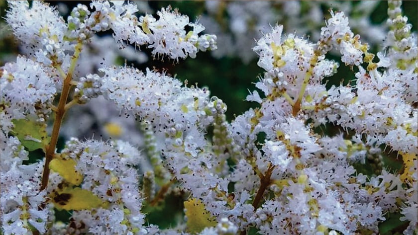 Cachos densos de pequenas flores brancas em galhos com folhas verdes e amareladas.