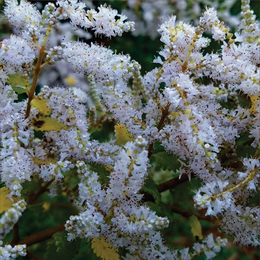 Cachos densos de pequenas flores brancas em galhos com folhas verdes e amareladas.